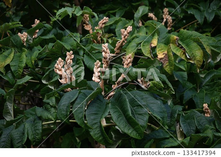 Kamiyatsuda flowers, paper yatsude, Tsutsugoshi paper, processed stem pith to make artificial flowers, rice paper plant Kamiyatsuda flowers, paper yatsude, Tsutsugoshi paper, processed stem pith to make artificial flowers, rice paper plant 133417394