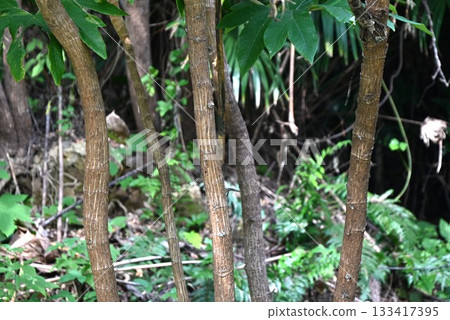 Kamiyatsuda flowers, paper yatsude, Tsutsugoshi paper, processed stem pith to make artificial flowers, rice paper plant 133417395
