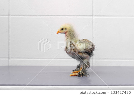 White Chick is standing on purple gray table in outdoor light. 133417450
