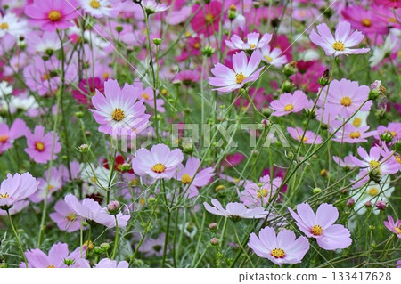 A beautiful cluster of pink cosmos 133417628