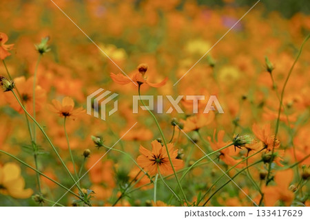 Orange cosmos field, Yellow cosmos Orange cosmos field, Yellow cosmos 133417629