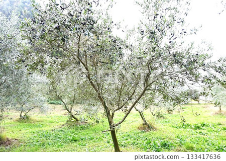 Olive cultivation and agriculture background material 133417636