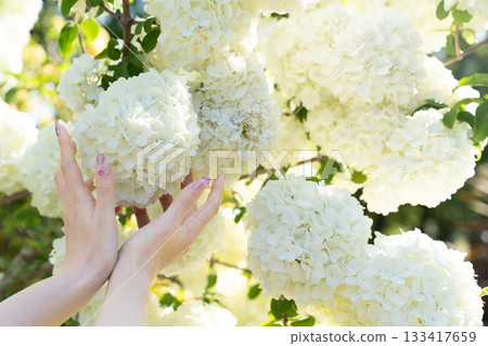 Hands holding white flowers and the soft light of spring① Hands holding white flowers and the soft light of spring① 133417659