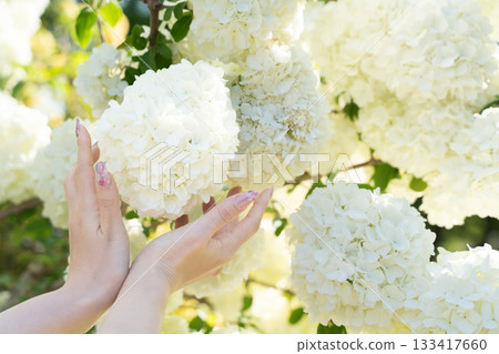 Hands holding white flowers and the soft light of spring ② Hands holding white flowers and the soft light of spring ② 133417660