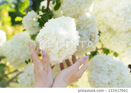Hands holding white flowers and the soft light of spring ③ 133417661