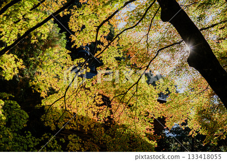 Autumn scenery of the Ryokaisan Yokozoji Temple grounds 133418055