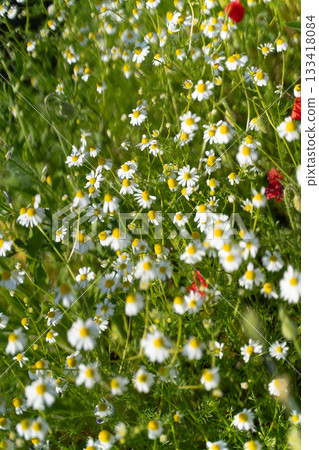 Spring scenery with refreshing white flowers ① 133418084