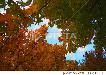 Fall landscape Fall landscape 133418111