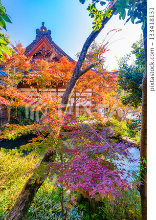 【東京】秋色最盛時的神大寺本殿和五台院池 【東京】秋色最盛時的神大寺本殿和五台院池 133418131