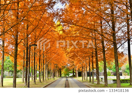 秋日里綠樹成蔭的紅杉林蔭大道 秋日里綠樹成蔭的紅杉林蔭大道 133418136
