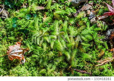 Autumn scenery of the Ryokaisan Yokozoji Temple grounds 133418161