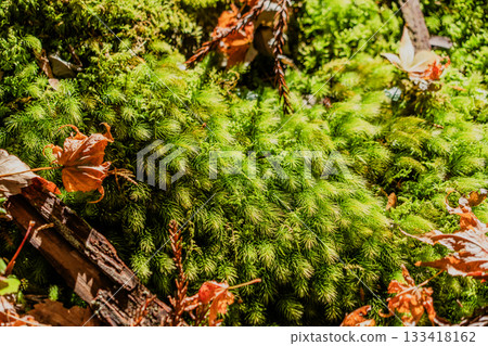 Autumn scenery of the Ryokaisan Yokozoji Temple grounds Autumn scenery of the Ryokaisan Yokozoji Temple grounds 133418162
