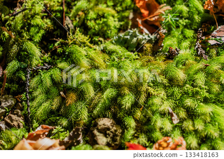 Autumn scenery of the Ryokaisan Yokozoji Temple grounds 133418163