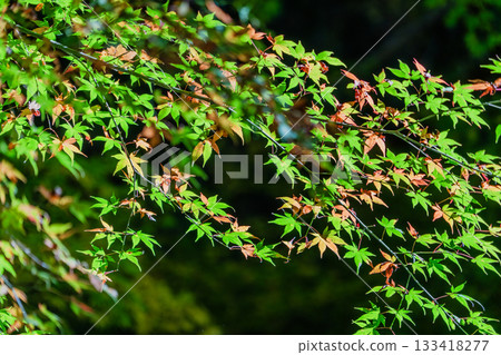 Autumn scenery of the Ryokaisan Yokozoji Temple grounds 133418277