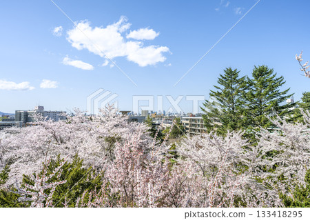 札幌天神山綠地,從山腰向市中心方向,可見梅樹、櫻花和兩棵杉樹。 札幌天神山綠地,從山腰向市中心方向,可見梅樹、櫻花和兩棵杉樹。 133418295