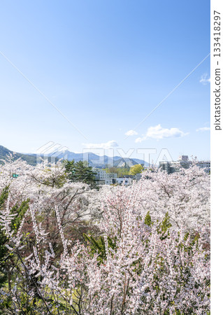 札幌天神山綠地,從山腰向手稻山方向,盛開著梅花和櫻花。 札幌天神山綠地,從山腰向手稻山方向,盛開著梅花和櫻花。 133418297
