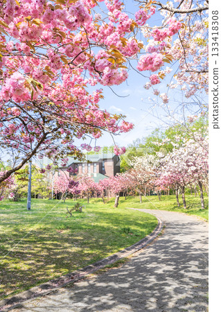 札幌天神山綠地的重瓣櫻花 133418308