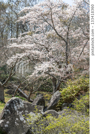北海道伊達市有珠善光寺自然公園的櫻花 北海道伊達市有珠善光寺自然公園的櫻花 133418360
