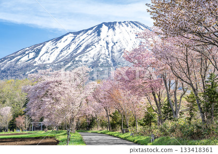 真實村羊蹄山真得神社參道櫻花盛開 133418361
