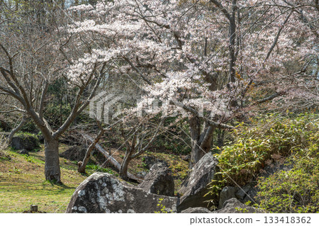 北海道伊達市有珠善光寺自然公園的櫻花 北海道伊達市有珠善光寺自然公園的櫻花 133418362