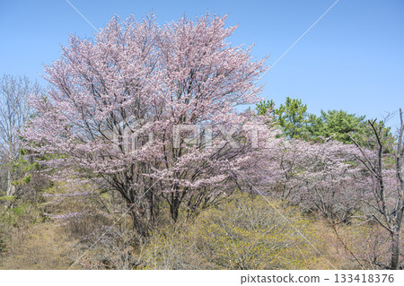 Cherry blossoms at Usu Zenkoji Natural Park, Date City, Hokkaido 133418376
