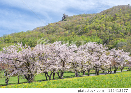 洞爺湖町埃伯西岩公園的櫻花 133418377