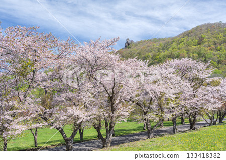Cherry blossoms at Eboshi Rock Park, Toyako Town 133418382