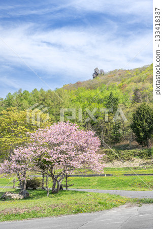 Cherry blossoms at Eboshi Rock Park, Toyako Town 133418387