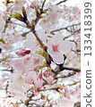 Beautiful close-up photo of cherry blossoms 133418399