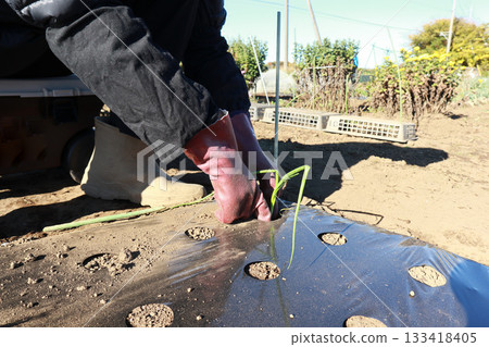 手種植幼苗 133418405