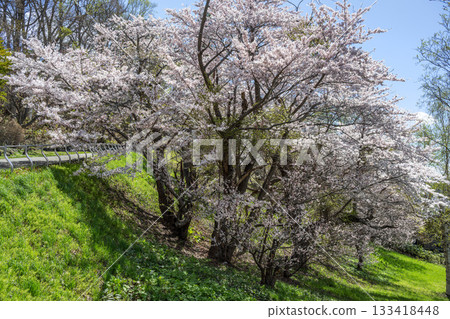 Cherry blossoms at Tenjinyama Green Space, Sapporo 133418448