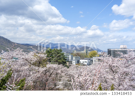 Plum and cherry blossoms in Tenjinyama Green Space, from the middle of the mountain towards Mt. Teine, Sapporo Plum and cherry blossoms in Tenjinyama Green Space, from the middle of the mountain towards Mt. Teine, Sapporo 133418453