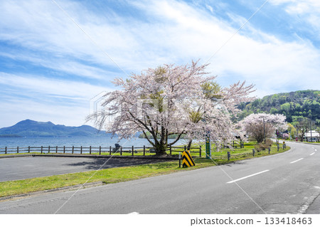 Cherry blossoms at the parking lot of Ukimido Park, Mount Usu, and Lake Toya, Toyako Town Cherry blossoms at the parking lot of Ukimido Park, Mount Usu, and Lake Toya, Toyako Town 133418463