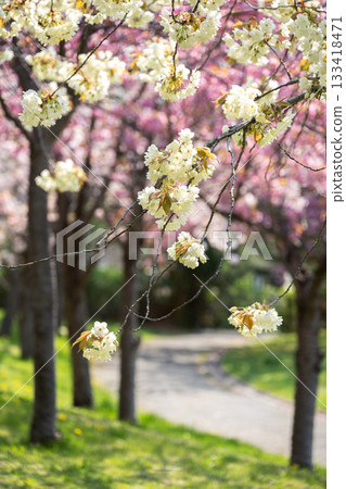 札幌天神山綠地薑黃櫻花 133418471