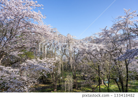 札幌天神山綠地的櫻花 札幌天神山綠地的櫻花 133418482