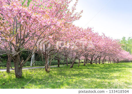 札幌真駒內公園的雙株櫻花樹 133418504