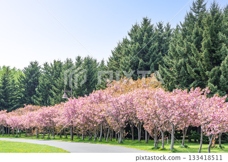 Maeda Forest Park, Sapporo 133418511