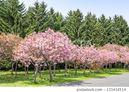 Maeda Forest Park, Sapporo Maeda Forest Park, Sapporo 133418514