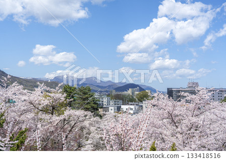 Plum and cherry blossoms in Tenjinyama Green Space, from the middle of the mountain towards Mt. Teine, Sapporo 133418516