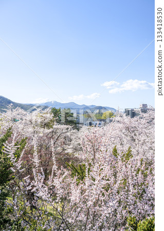 札幌天神山綠地,從山腰向手稻山方向,盛開著梅花和櫻花。 札幌天神山綠地,從山腰向手稻山方向,盛開著梅花和櫻花。 133418530