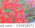 Cluster amaryllis 133418571