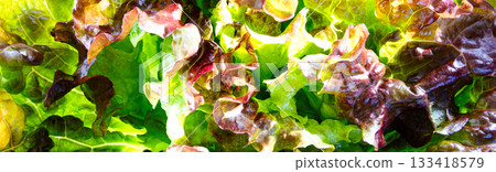 Freshly picked sunny lettuce Freshly picked sunny lettuce 133418579