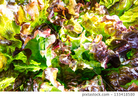 Freshly picked sunny lettuce Freshly picked sunny lettuce 133418580