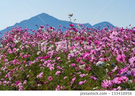 Echigo-Komagatake and flower petals Echigo-Komagatake and flower petals 133418956