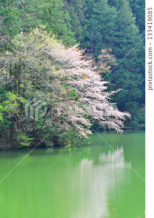 Cherry blossom season: Lakeside colors at Lake Kamokita 133419085