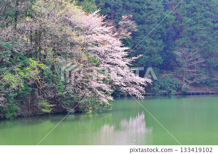 Cherry blossom season: Lakeside colors at Lake Kamokita 133419102
