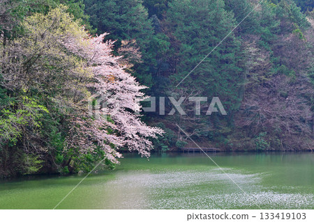 櫻花季：鴨木田湖畔的櫻花美景 133419103