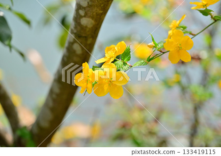 Yamabuki flowers on the shore of Lake Kamokita 133419115