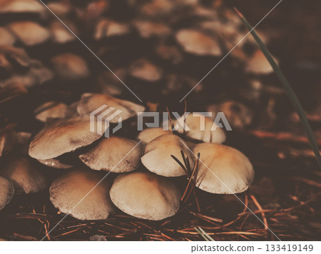Close-up of wild mushrooms growing in the autumn forest among pine needles. Warm earthy tones, woodland, fall nature. Close-up of wild mushrooms growing in the autumn forest among pine needles. Warm earthy tones, woodland, fall nature. 133419149