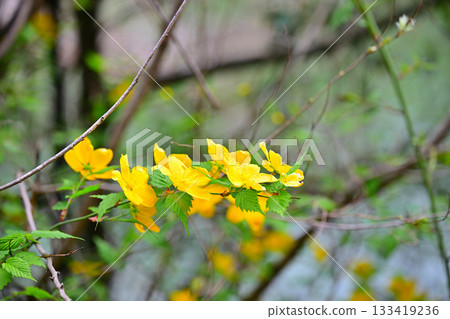 Yamabuki flowers on the shore of Lake Kamokita 133419236